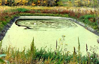 Duck Weed Control in a Pond, SK Canada, At time of installation